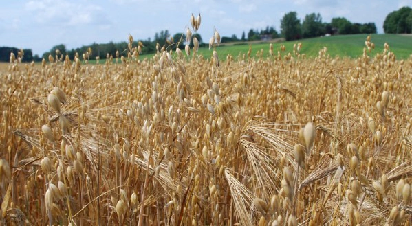 오트 베타글루칸이란?