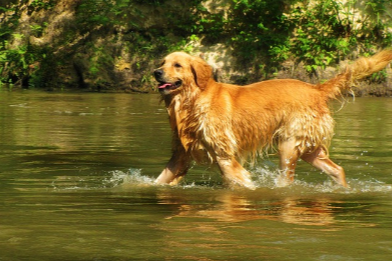 웃고있는 골든 레트리버 사진