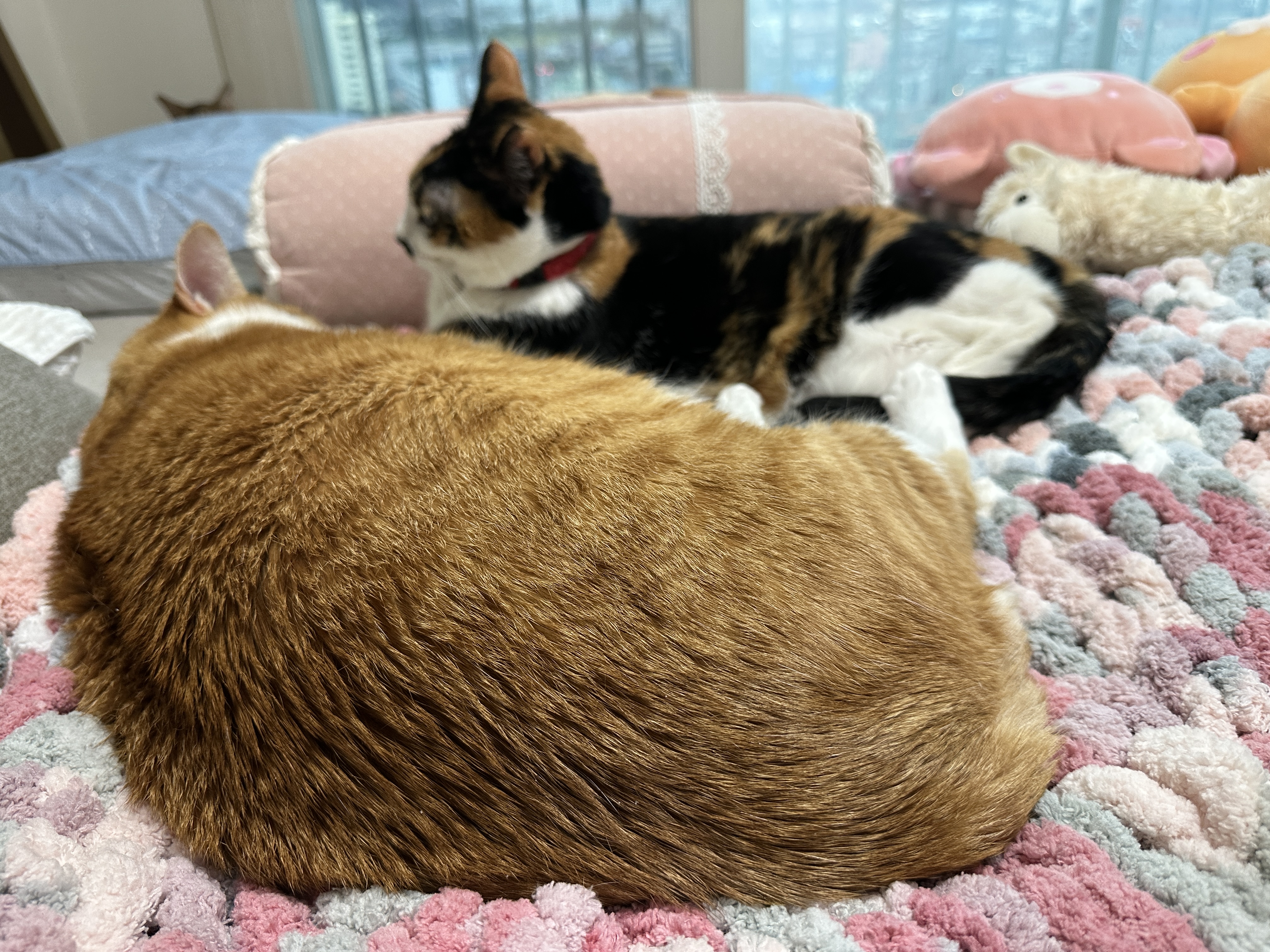 청키수면사로_만든_담요_위에_있는_호야랑_다다_커플_3