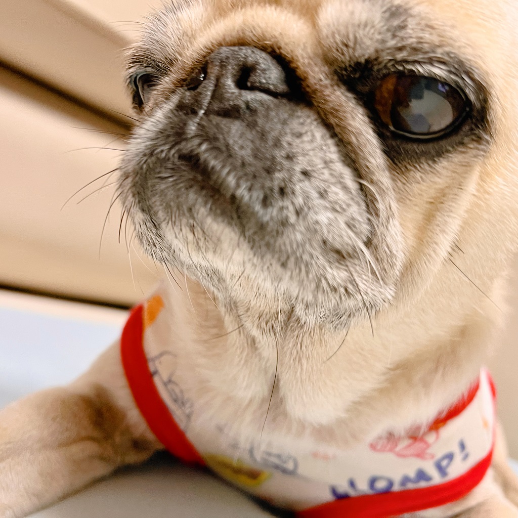 위엄 있는 복댕이