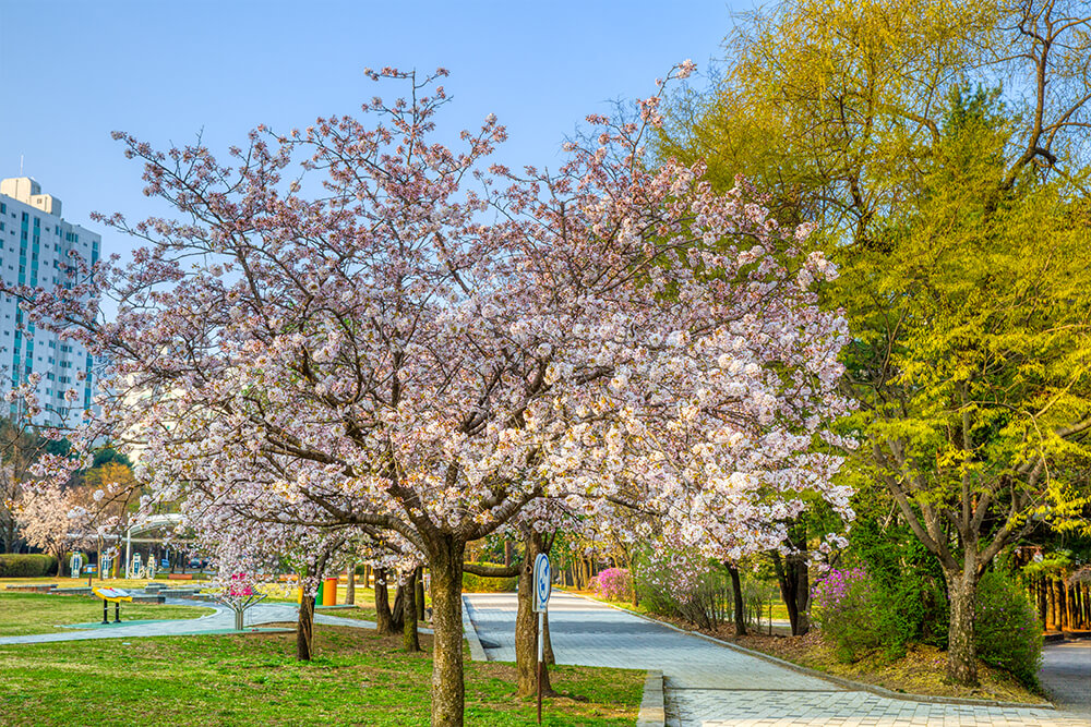 분당중앙공원 벚꽃 - 17