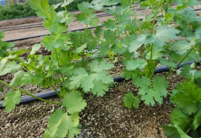 집에서 고수 키우기