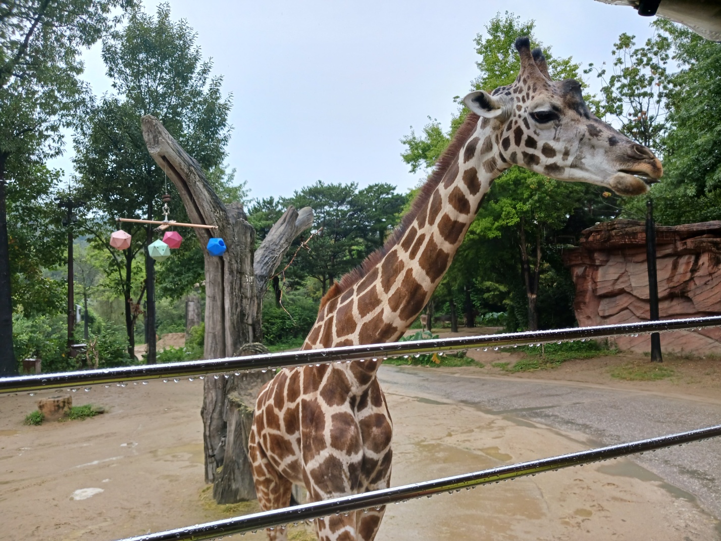 에버랜드