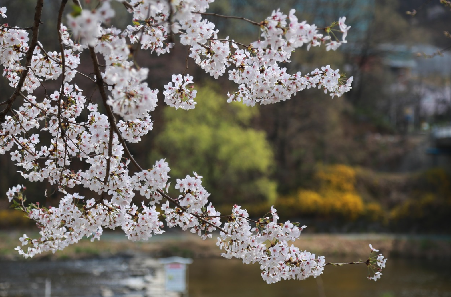 2024 경상도 벚꽃 축제 일정