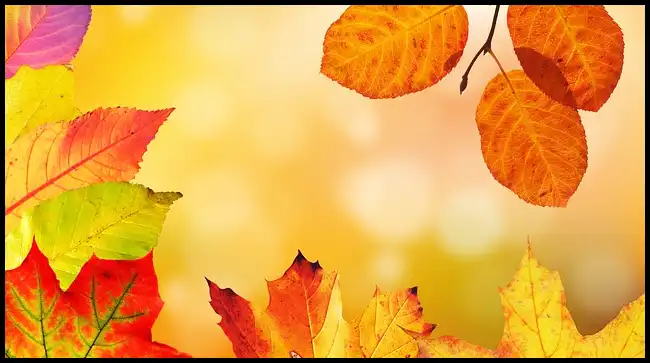 2024 내장산 단풍축제 기간 (국립공원)