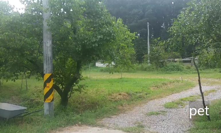 경기-파주-느티나무-그늘아래-캠핑장-예약-방법-애견-동반-가격-주소-시간-후기