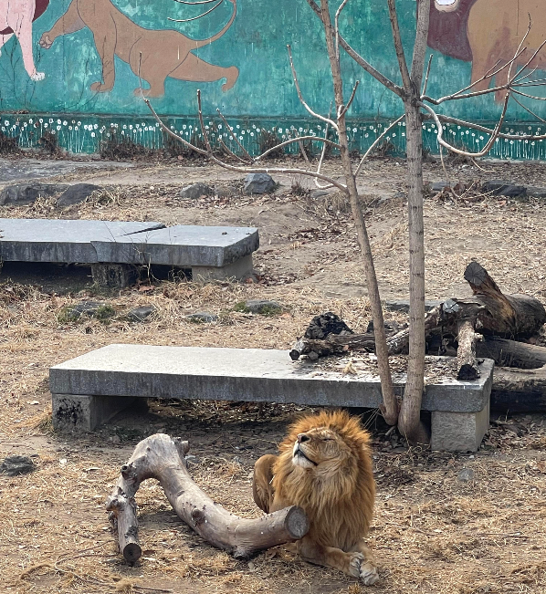대구 달성공원 동물원 사자 모습