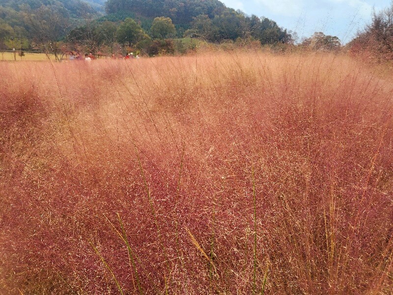 함안 악양생태공원 핑크뮬리