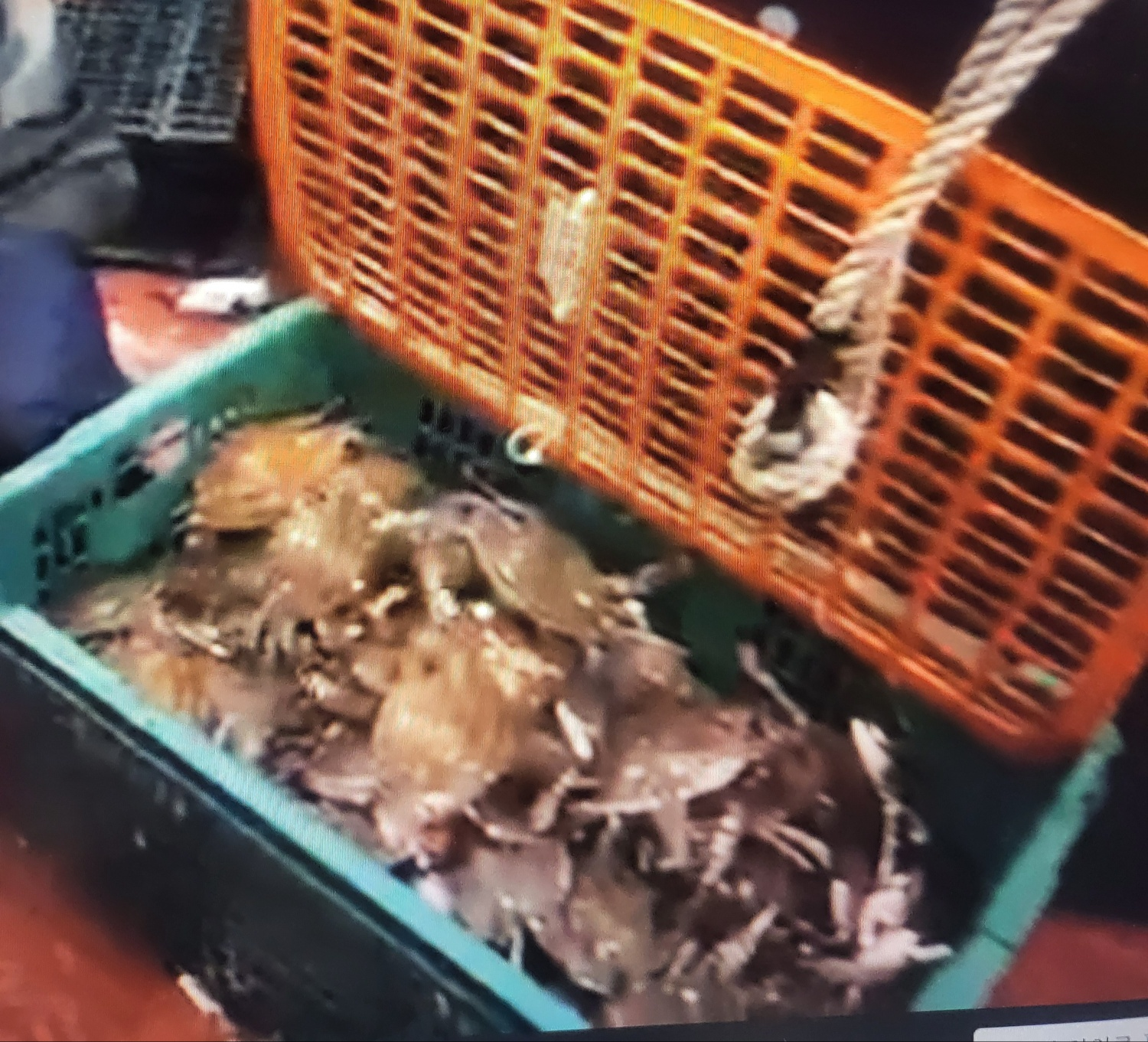 6시 내고향 6월 1일 방송 정보 총정리! 포항 콩잎&middot;광양 애호박&middot;보령 제철 수산물