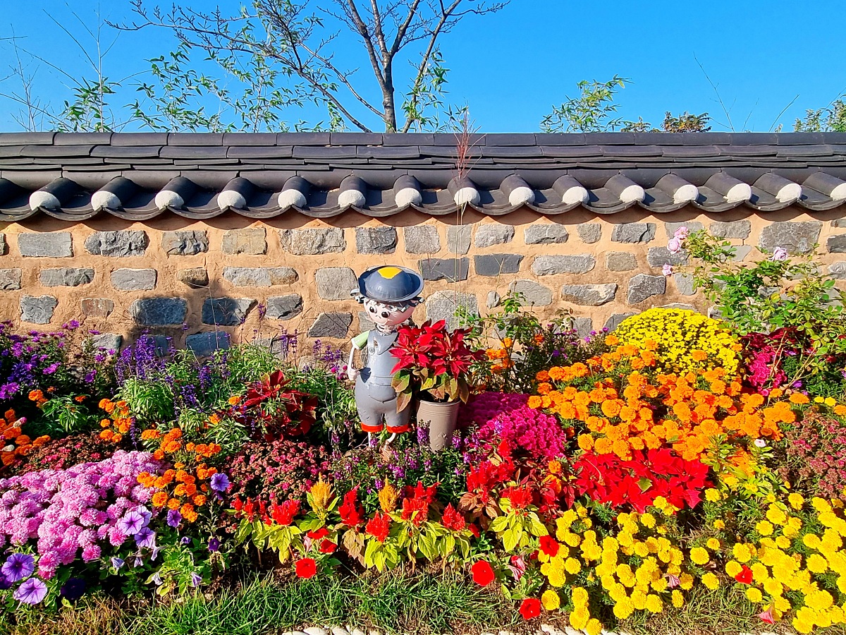 2024 인천 계양 아라온 가을꽃 전시회, 국화 축제(~11.10.): 야경, 아라뱃길, 전통놀이 체험