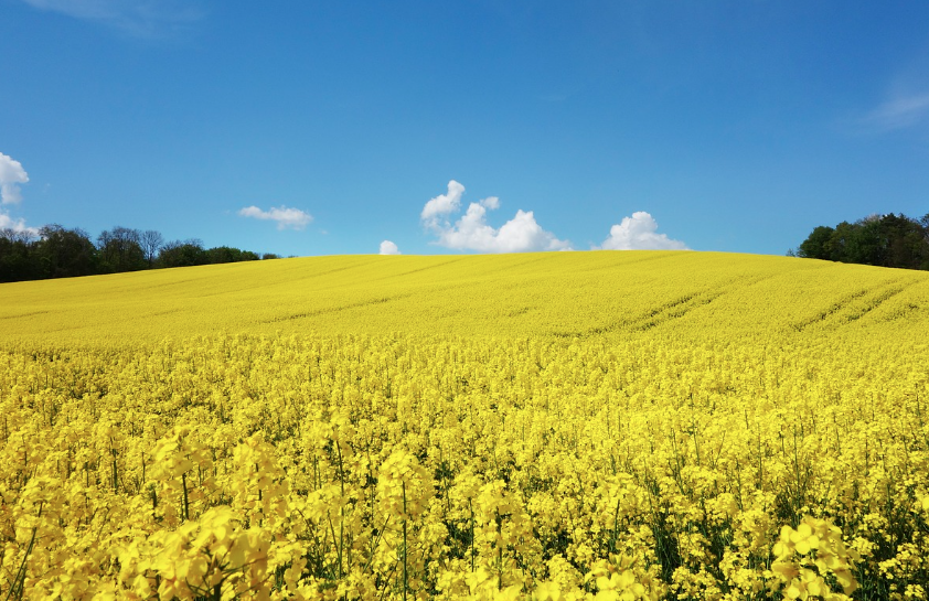 2025 구리 유채꽃축제