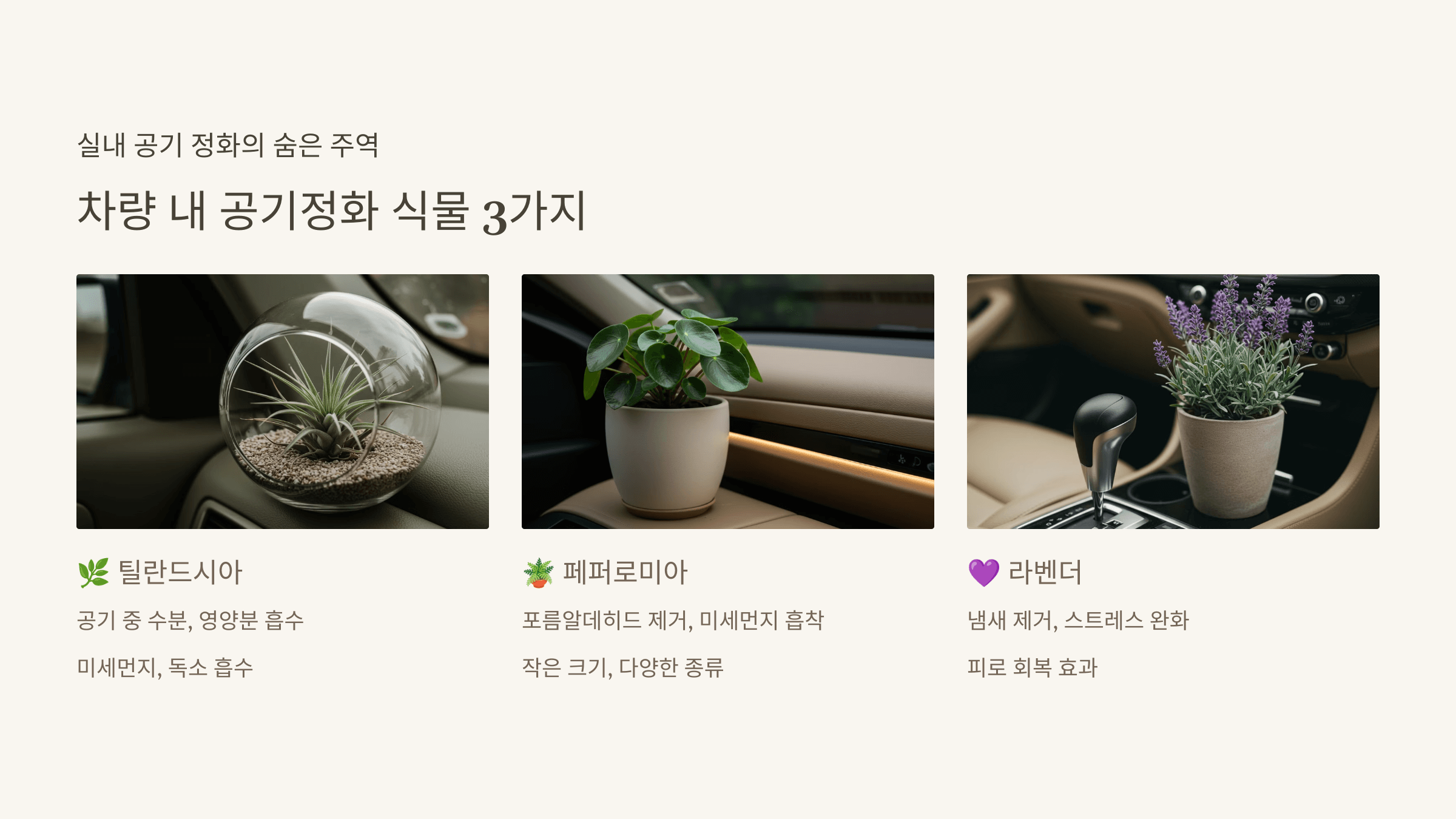 틸란드시아, 페퍼로미아 와 라벤더