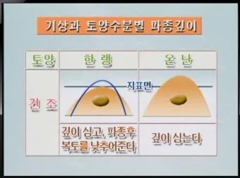 감자 재배 달력 파종 북주기 역병 관리 수확 및 저장_25