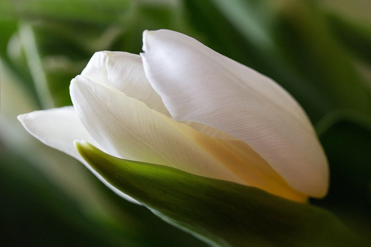 생화학적 식물학