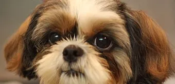 시츄 분양 가격 성격 장단점_5