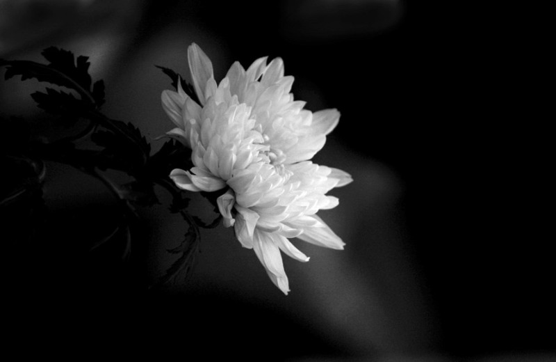 조문 위로 문자 문구