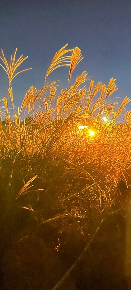 억새축제