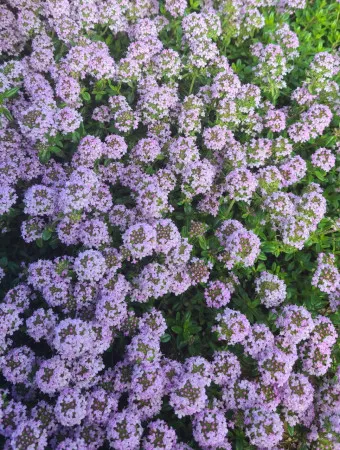 백리향 키우는 법 집에서 재배법 꿀팁_15