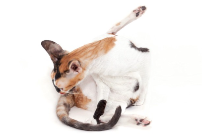 꼬리를 핥는 고양이.