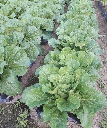 김장배추 심는시기 파종시기