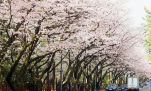 벚꽃명소
