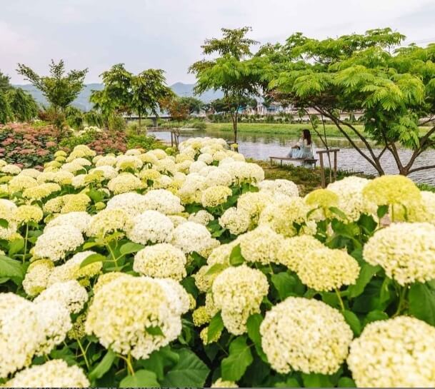 공주 유구 색동수국정원 꽃축제
