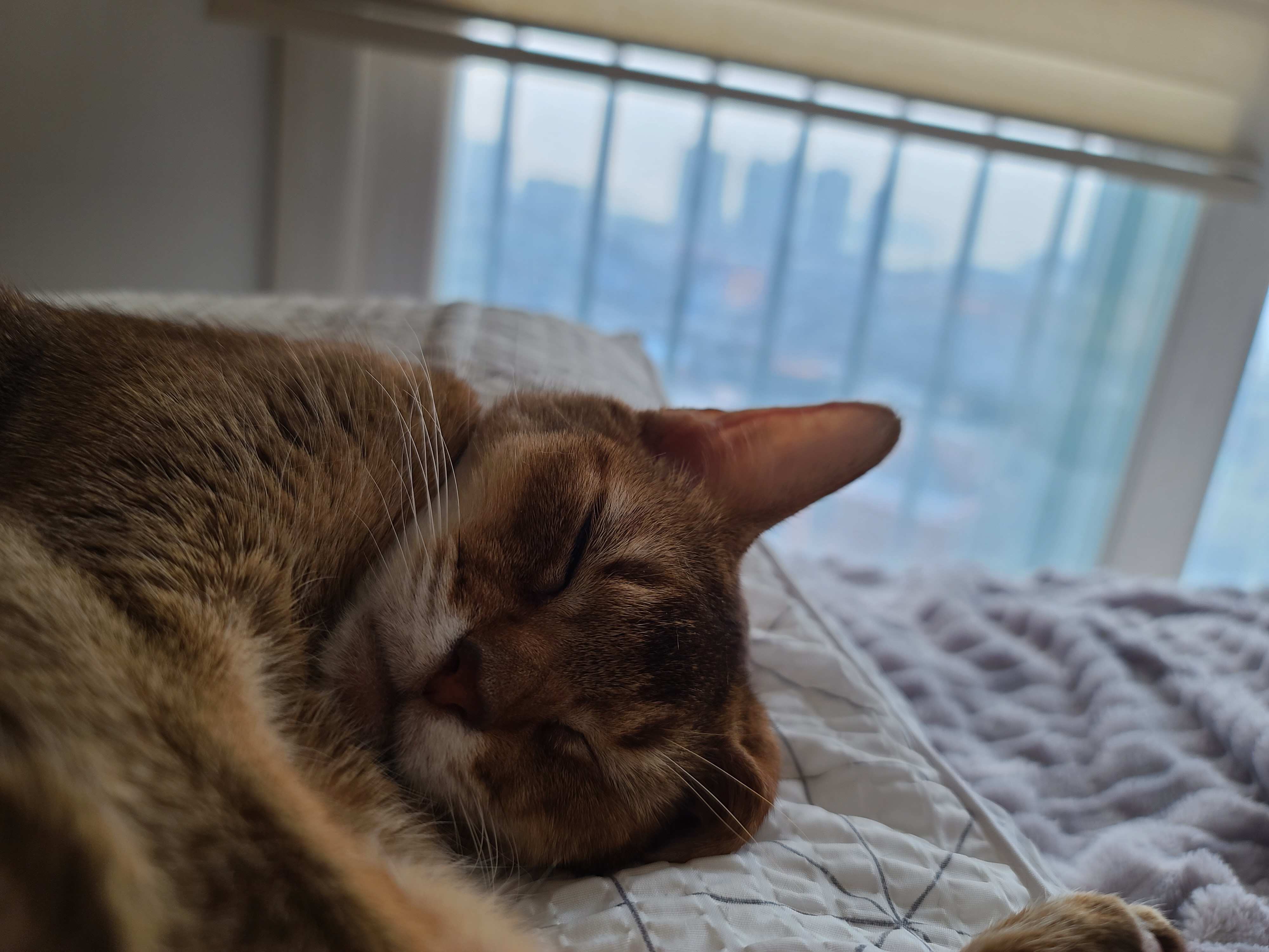 자기 사진 찍는거 모른척 눈감아준 고양이 루디 ㅋ