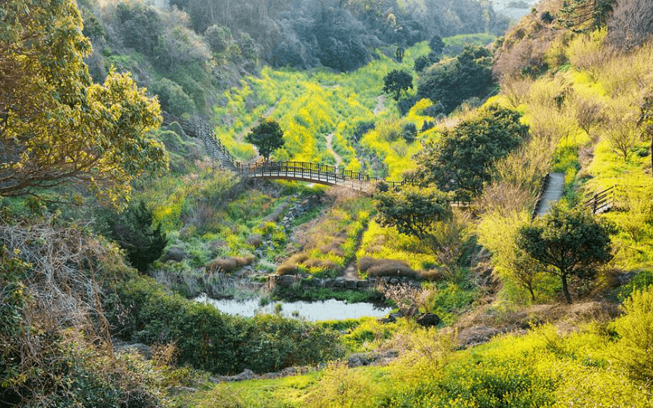 엉덩물계곡 유채꽃밭
