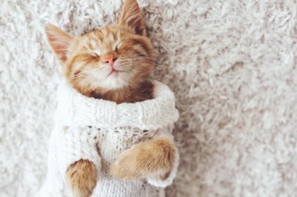 양복을 입고 잠자는 고양이.