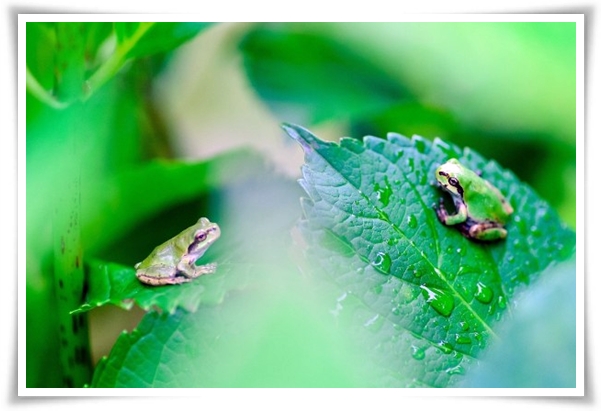 웰빙 &quot;2025년 장마&quot; 폭염과 폭우? 기상청 전망부터 대비까지 총 정리!
