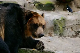 우수리 불곰 특징 성격 서식지_22