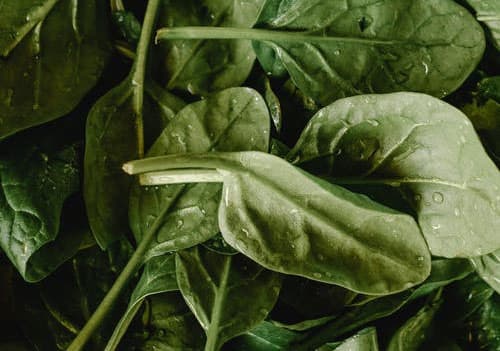 남성호르몬 음식 시금치