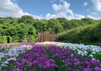 베어트리파크 단풍축제 기간 입장료 할인받기