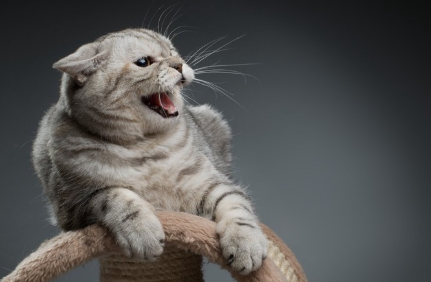 화가 나는 고양이.