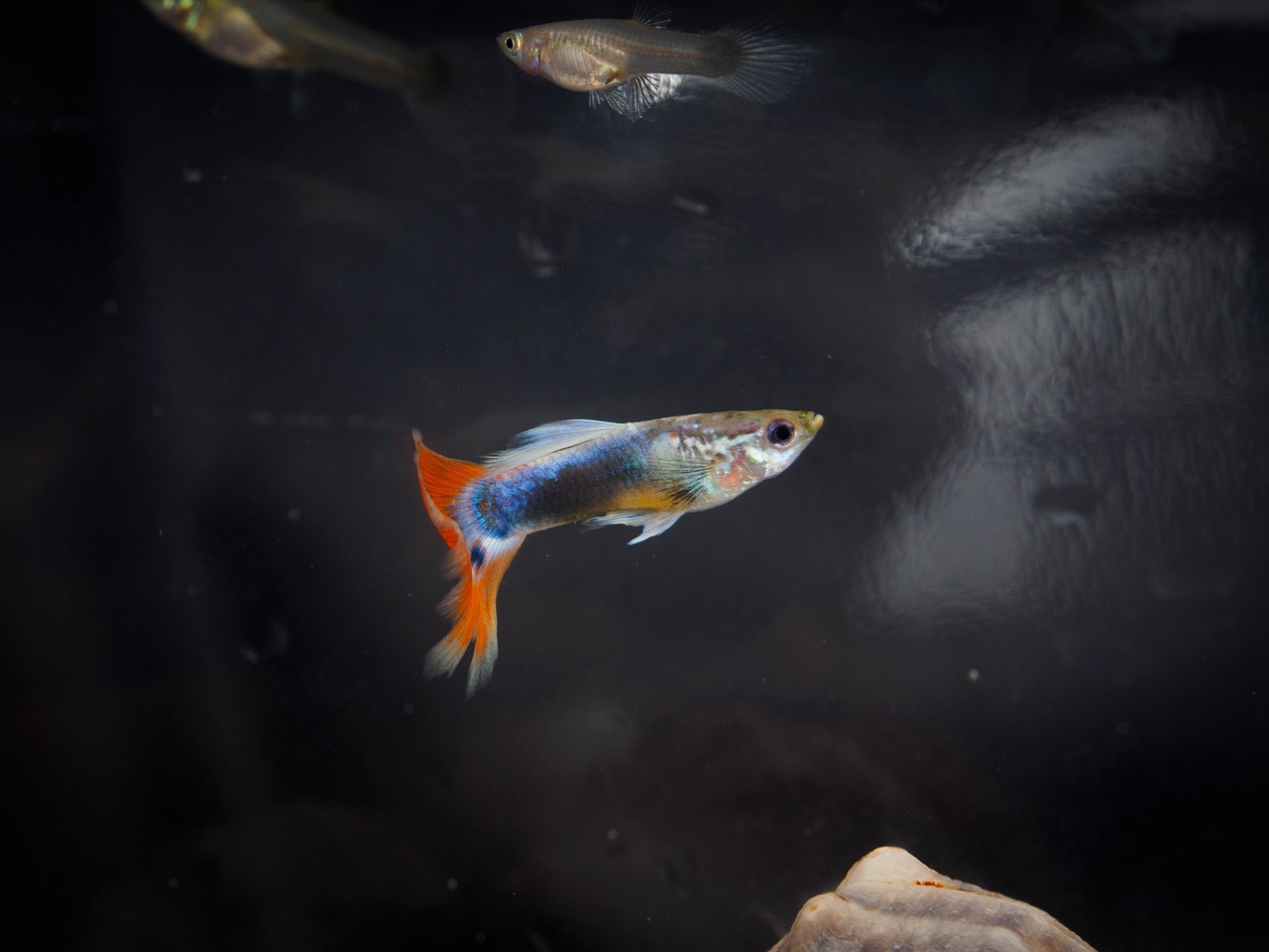 구피 관련 이미지