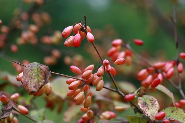 산수유
