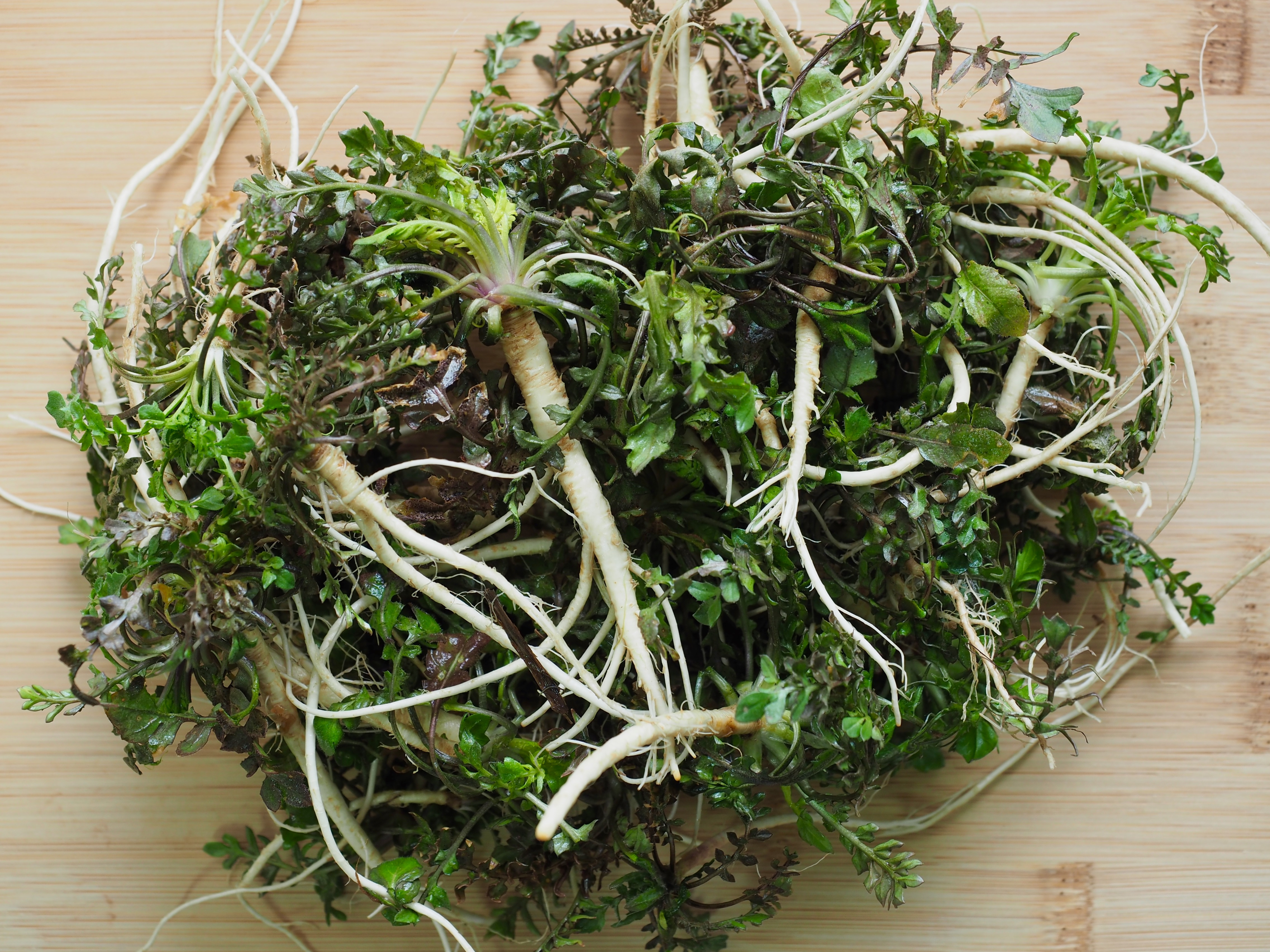 깨끗이 손질 된 냉이