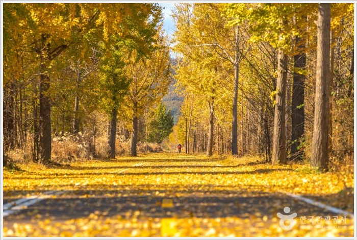 낙동강 다산 은행나무 숲