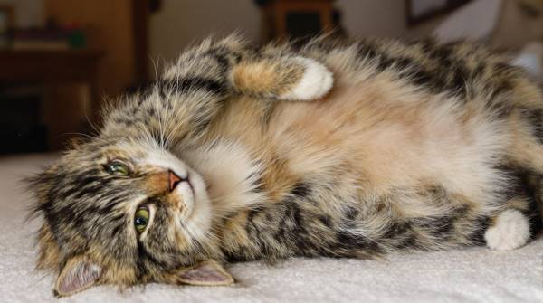 고양이배 배를 드러내고 눕는다면 다양한 의미가 있습니다