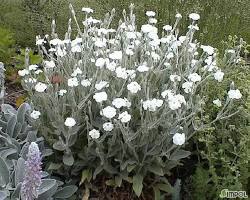 우단동자 이미지 사진 