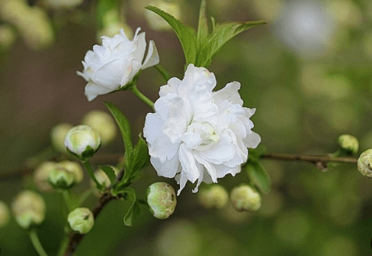 옥매화 황매화 홍매화 포토 꽃말 키우기와 가지치기 알아보기