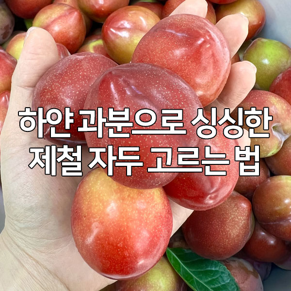 하얀 과분으로 싱싱한 제철 자두 고르는 법