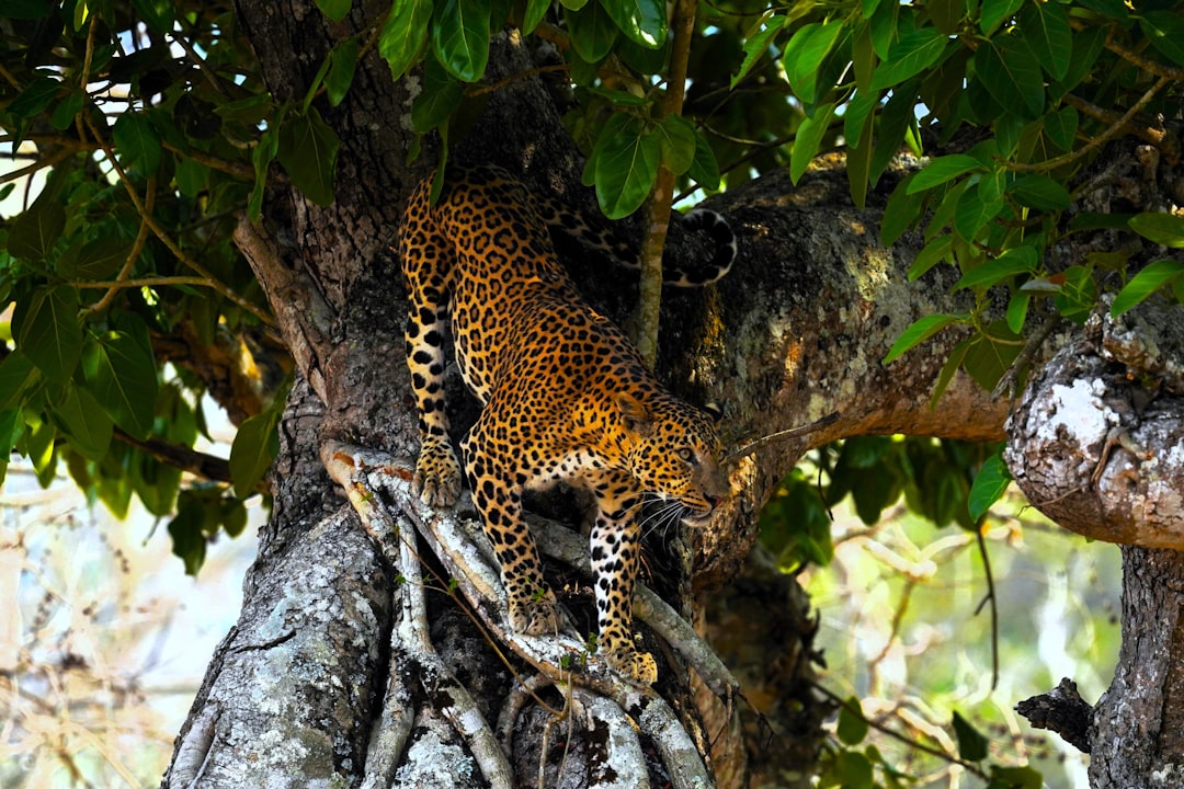 conservation