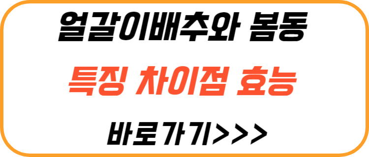 얼갈이-배추-봄동-차이점