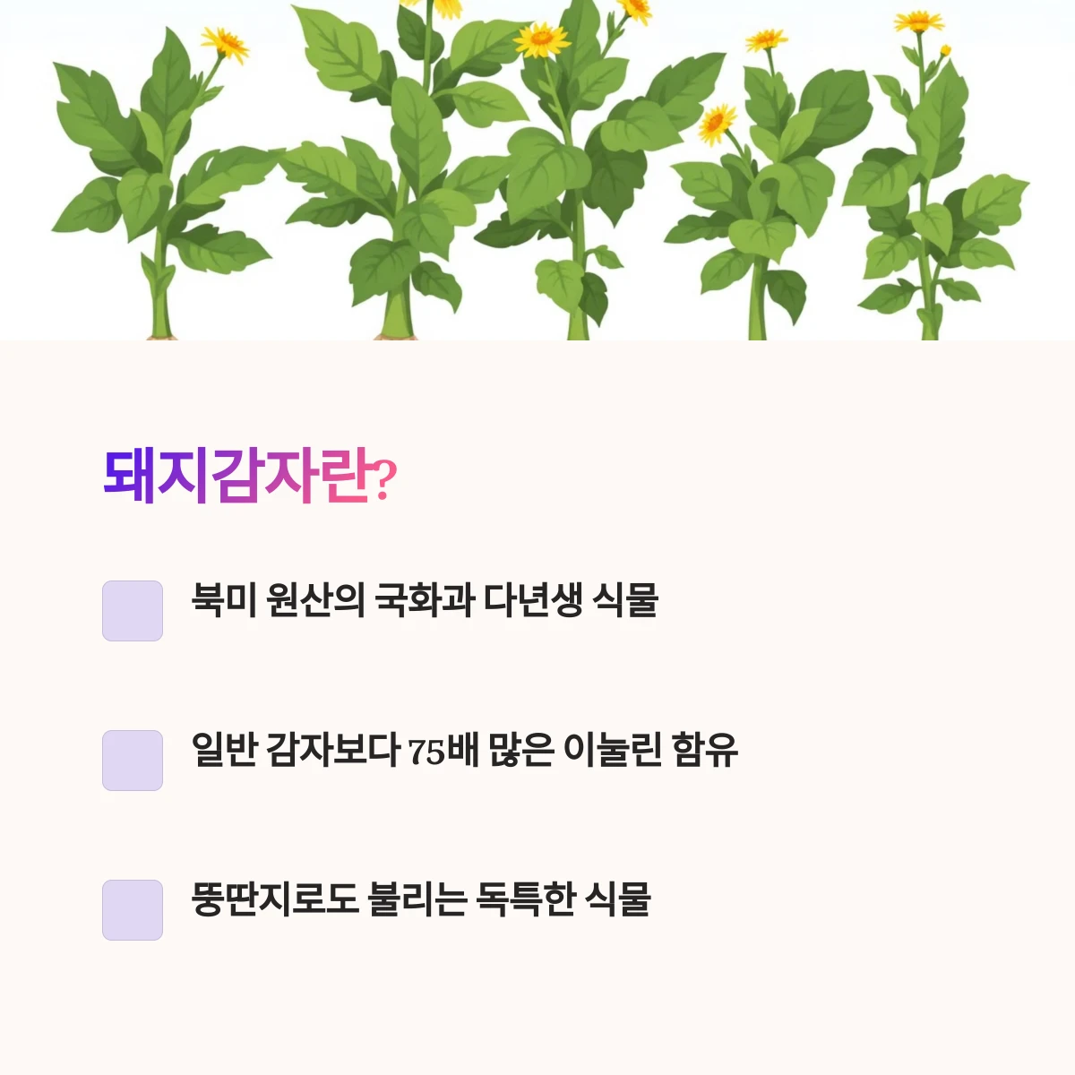 돼지감자-개요