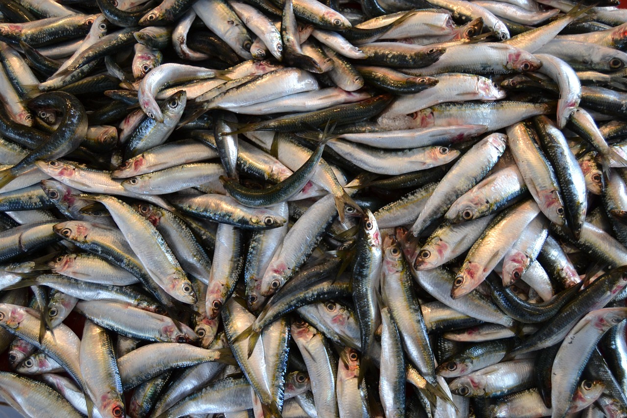 사진에는 수많은 생선—정확히는 정어리(sardine)로 추정되는—가 겹겹이 쌓여 있는 모습이 담겨 있다. 은빛 비늘에 반사된 빛이 생선들의 신선함을 강조하고 있으며, 눈과 지느러미, 살짝 벌어진 입이 그대로 보이는 생생한 장면이다. 이 광경은 바다에서 갓 잡아 올린 해산물의 생명력을 느끼게 하며, 수산시장이나 어촌의 활기찬 분위기를 연상시킨다. 전체적으로 ‘자연 그대로의 풍요로움’과 ‘어업의 현장성’을 그대로 보여주는 이미지다.