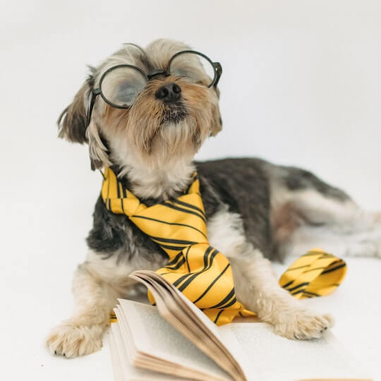 무료이미지 다운로드 사이트 &amp;#39;픽셀&amp;#39;