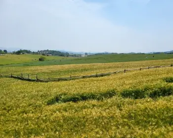 고창 청보리밭 축제_20