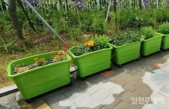 베란다 상자텃밭 상추 루꼴라 방울토마토 허브 모음 재배_3