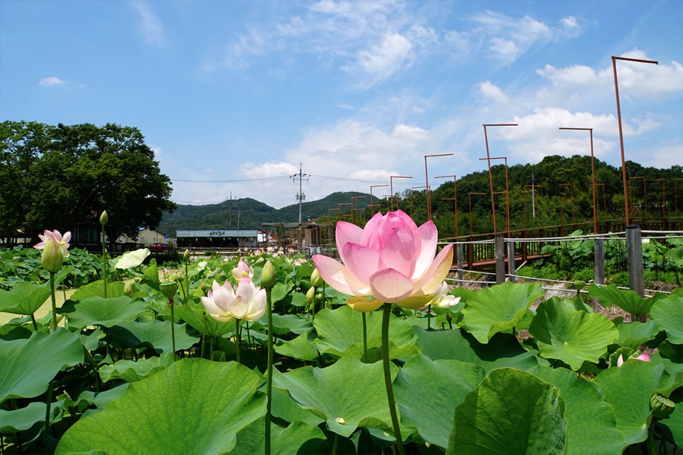 밀양연꽃단지